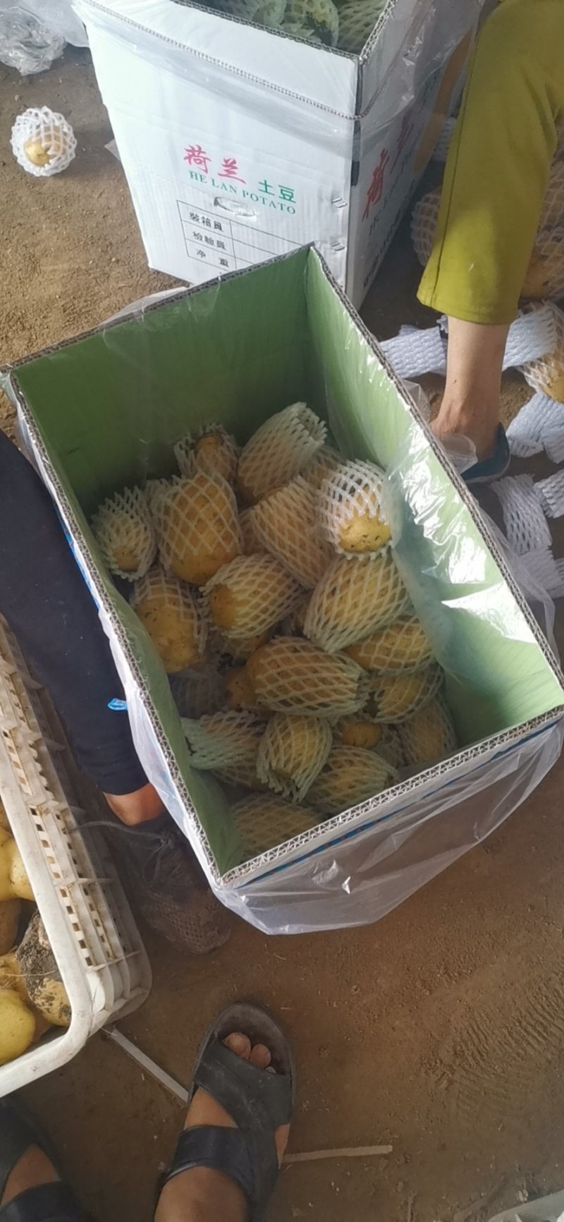 平度莱西内蒙围场荷兰十五希森806黄皮黄心白土豆大量上市