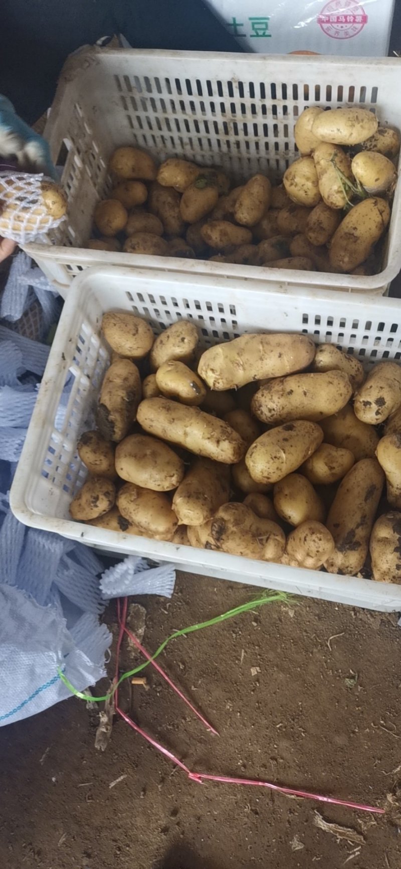 平度莱西内蒙围场荷兰十五希森806黄皮黄心白土豆大量上市