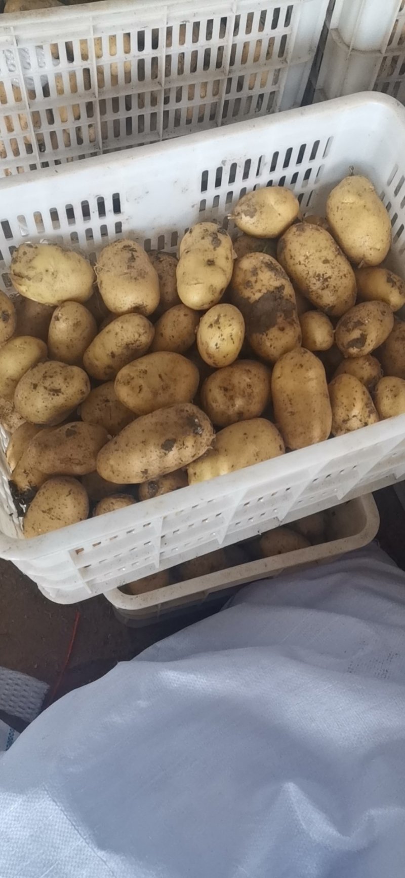 平度莱西内蒙围场荷兰十五希森806黄皮黄心白土豆大量上市
