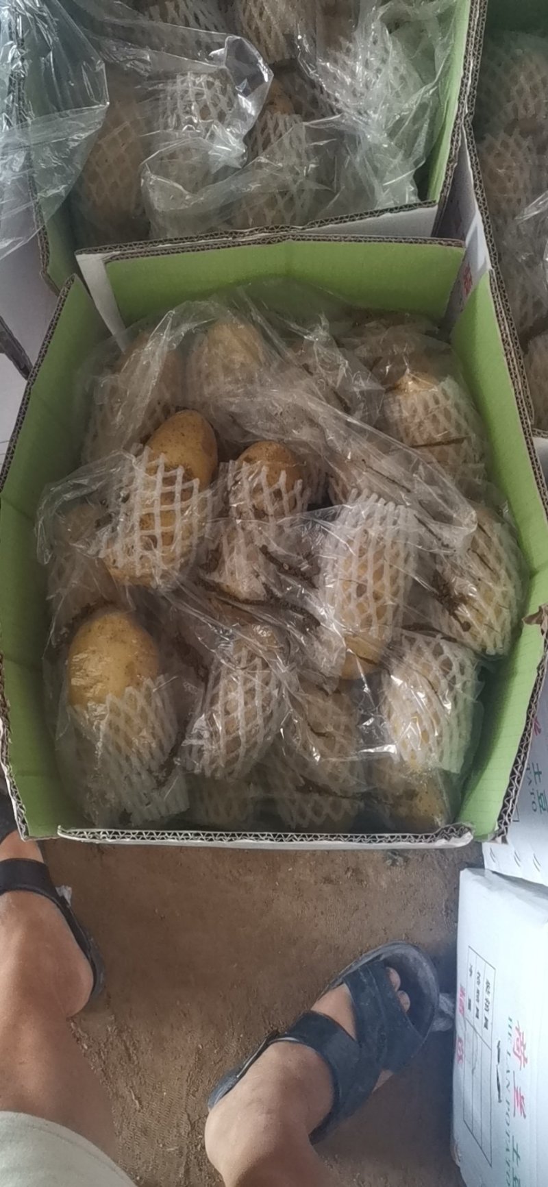 平度莱西内蒙围场荷兰十五希森806黄皮黄心白土豆大量上市