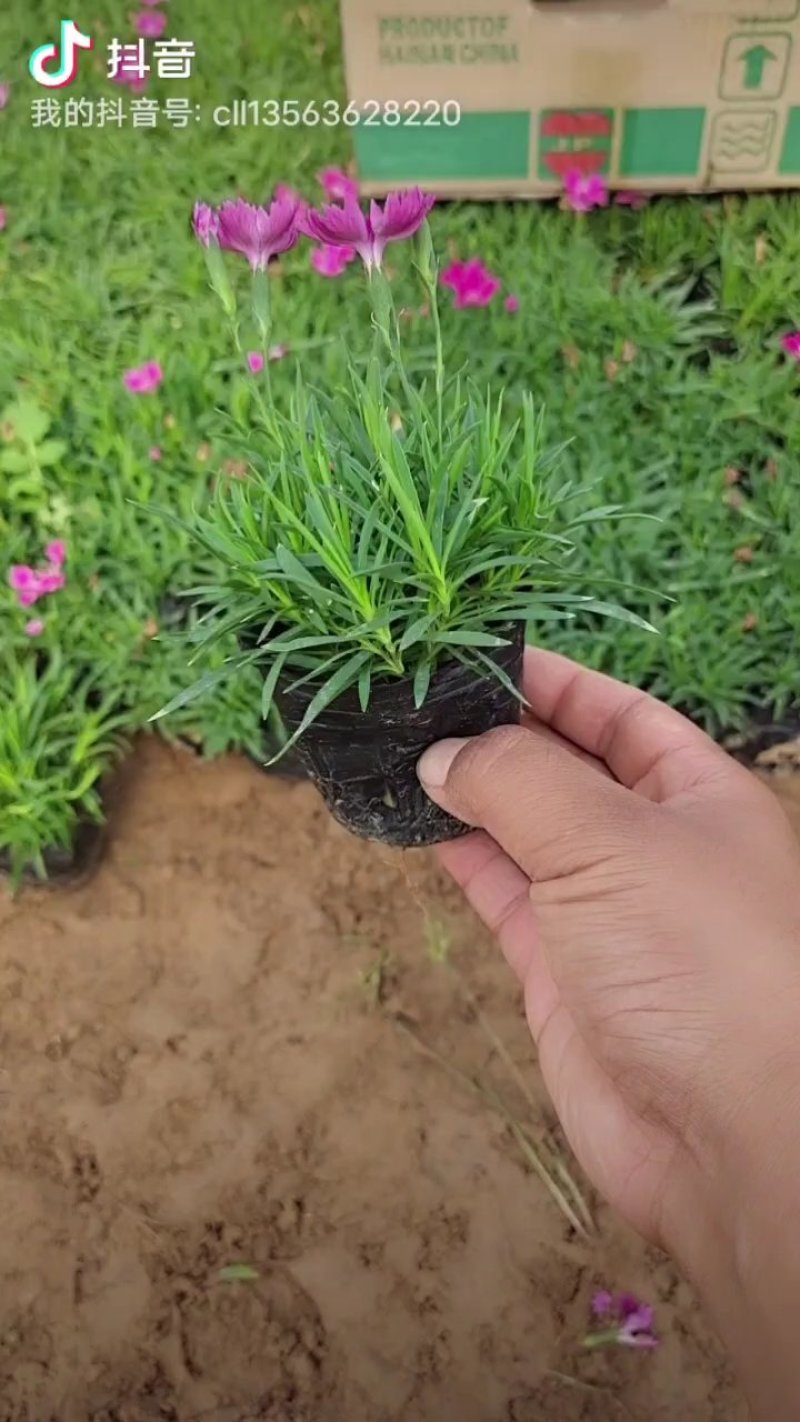 欧石竹