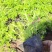 丛生福禄考