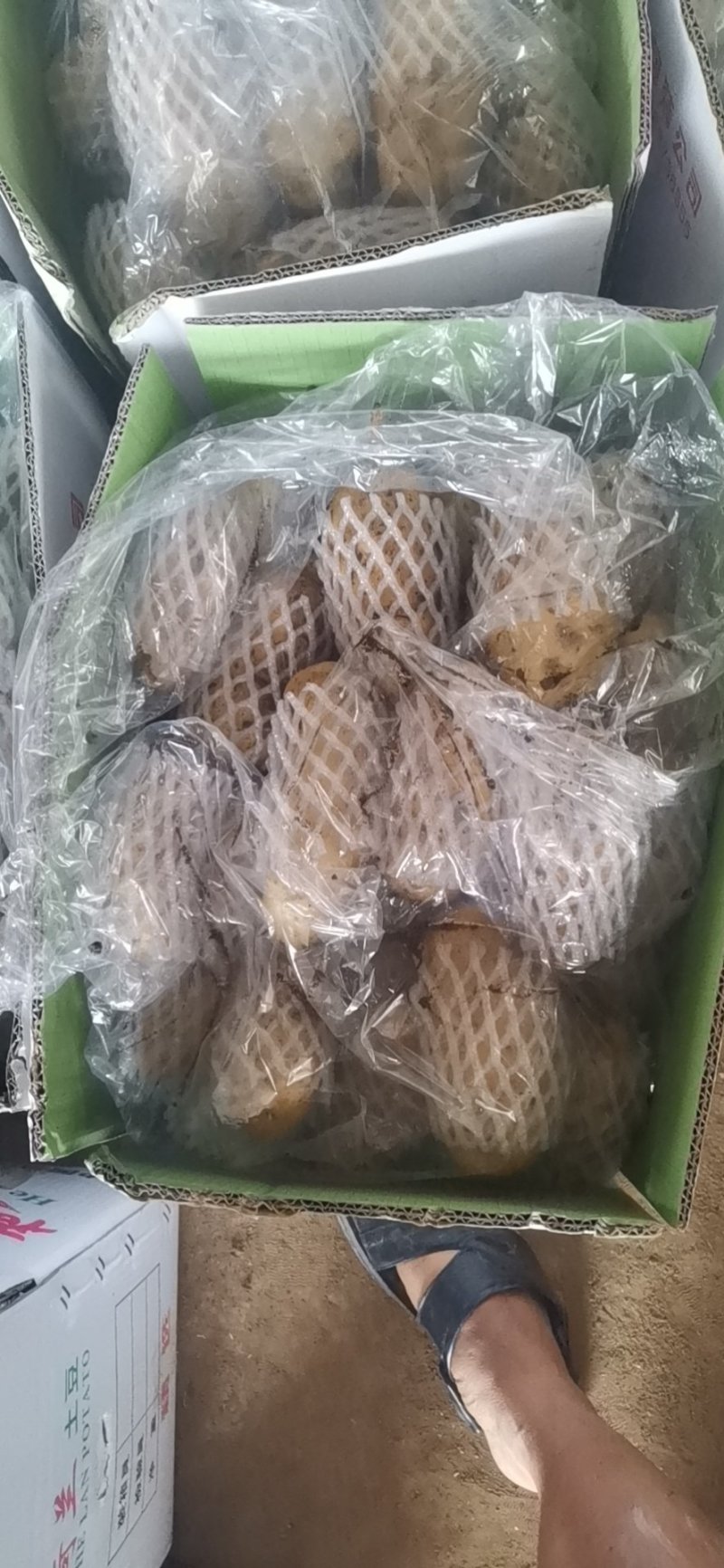 平度莱西荷兰十五土豆希森超荷大丰黄皮黄心黄心