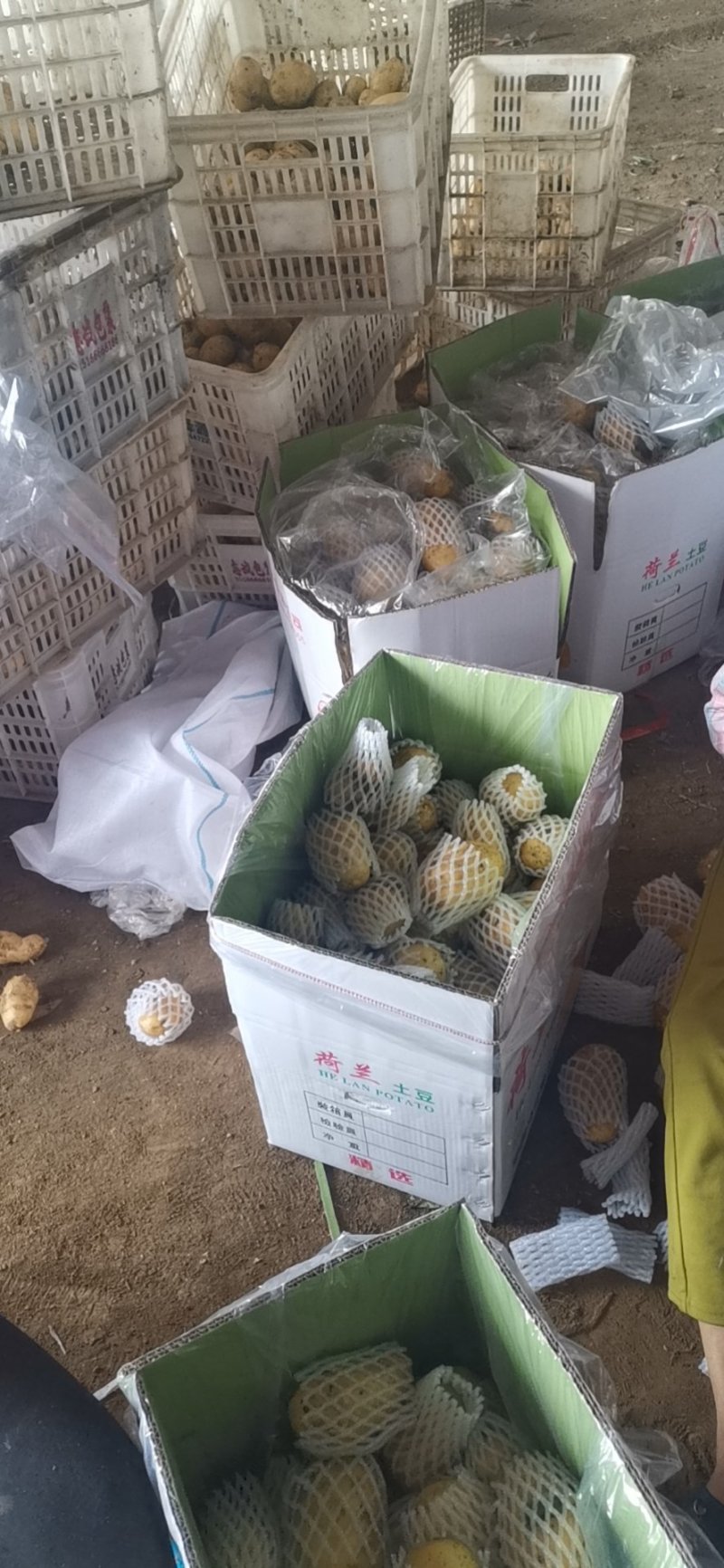 平度莱西荷兰十五土豆希森超荷大丰黄皮黄心黄心