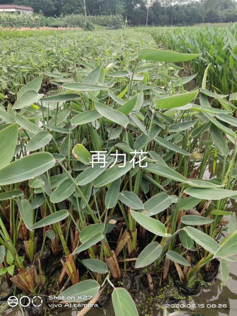 自家基地直销再力花再力花地苗杯苗批发再力花一手货源