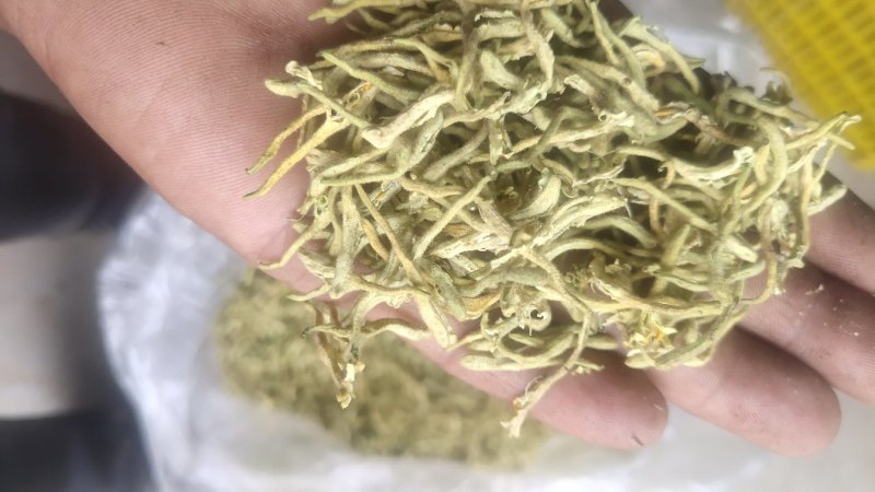 山东儒宏生态无药残金银花
