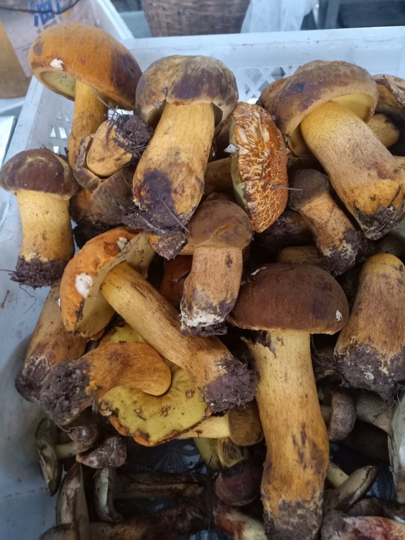 云南普洱黄牛肝菌_鲜货_未开伞_当天鲜货
