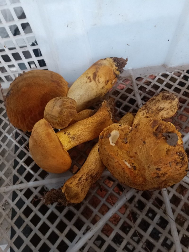 云南普洱黄牛肝菌_鲜货_未开伞_当天鲜货