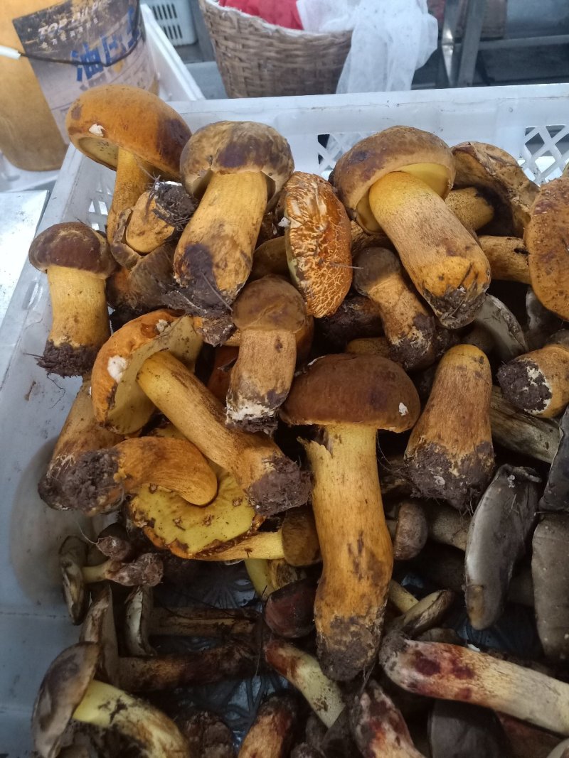 云南普洱黄牛肝菌_鲜货_未开伞_当天鲜货