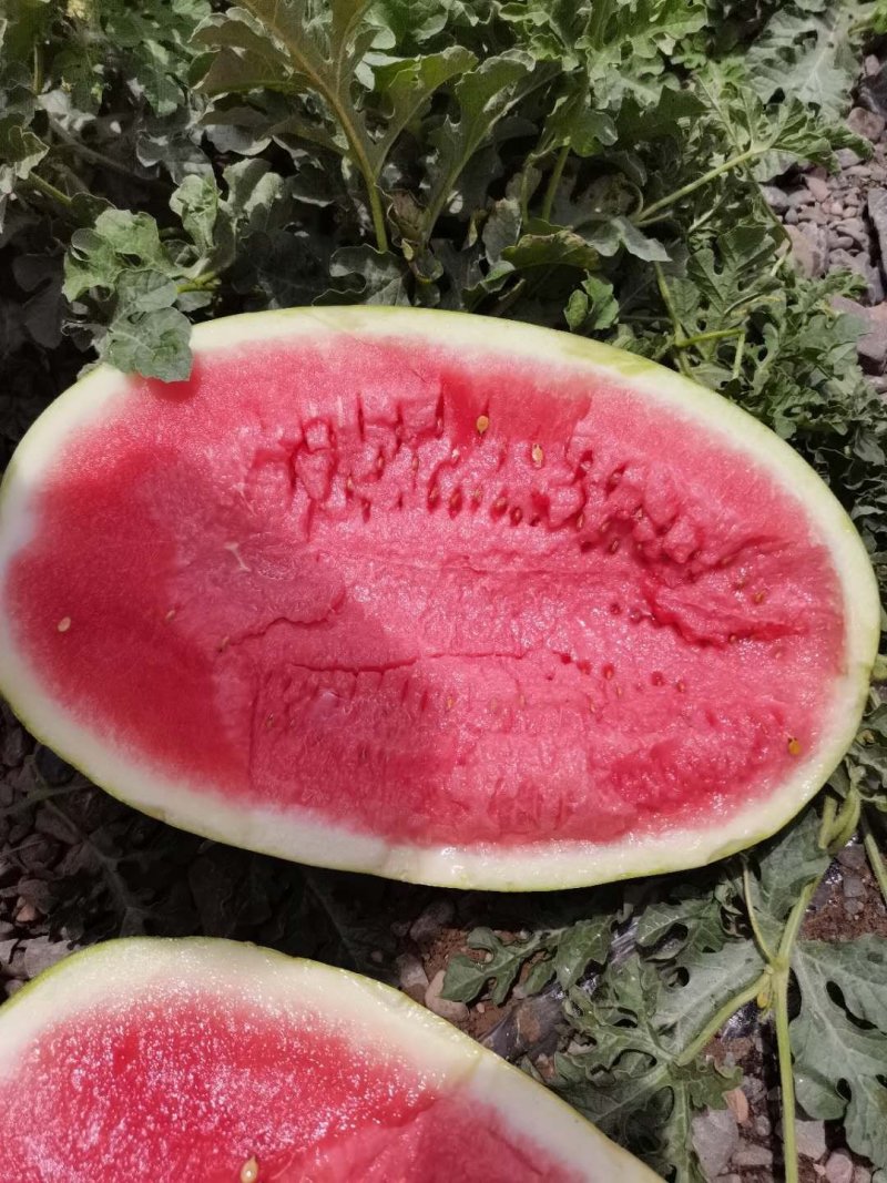 宁夏硒砂瓜金城五号西瓜个头大均匀皮薄瓤红口感好