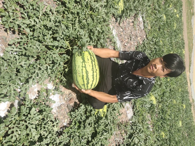 宁夏硒砂瓜金城五号西瓜个头大均匀皮薄瓤红口感好