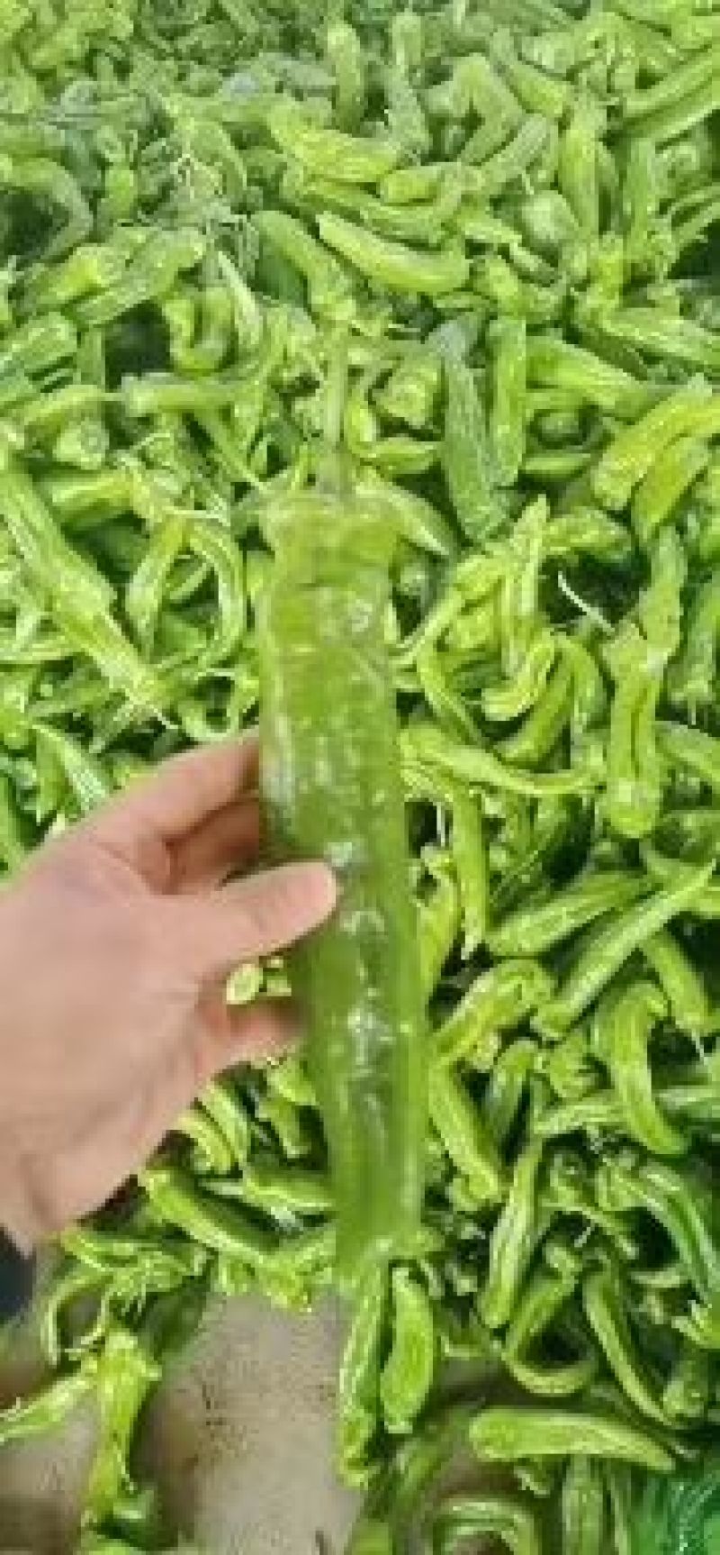 精品辣椒，泡椒，，颜色翠绿个头大，大量上市中
