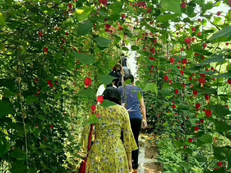 基地出售精品灯笼花，灯笼花价格多少