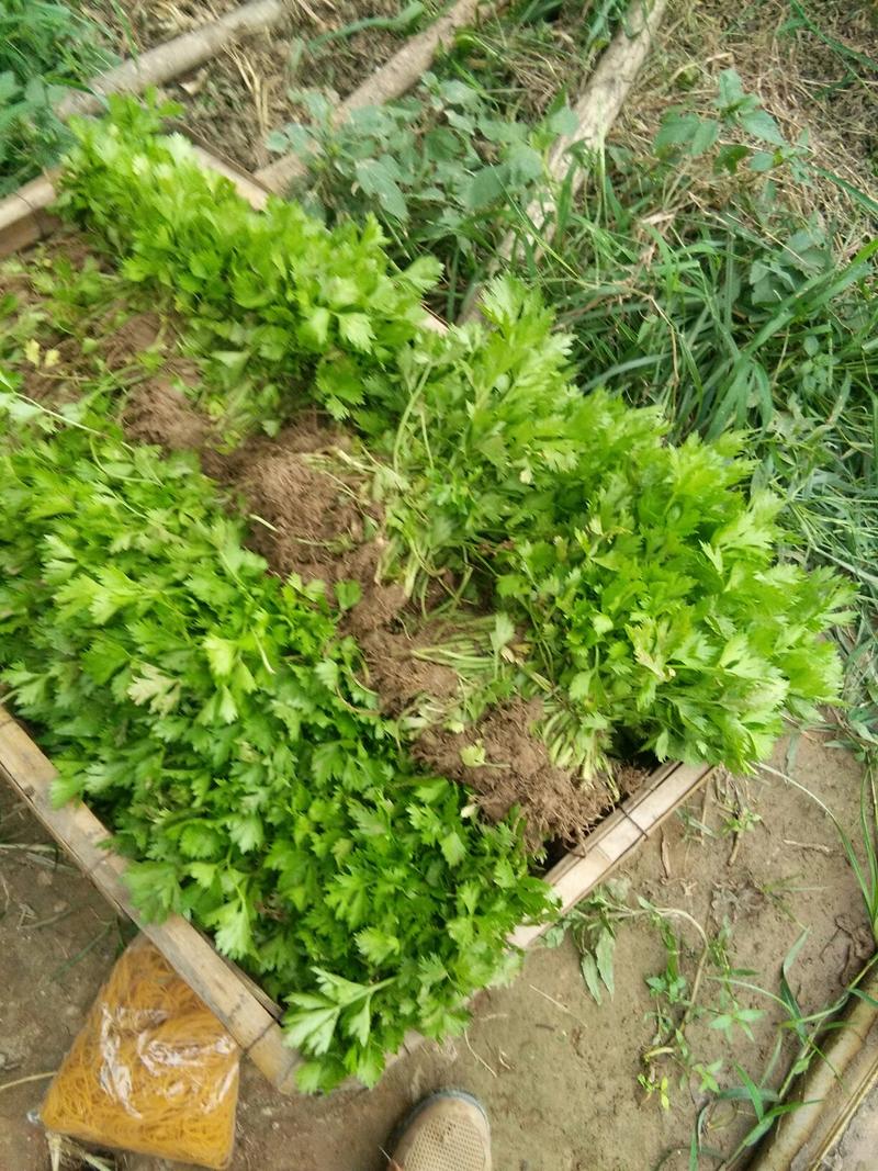 法国皇后芹菜苗山东芹菜苗基地欢迎大家联系