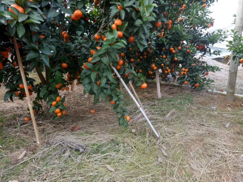 正宗广西沙糖桔苗地苗杯苗品种包纯保真