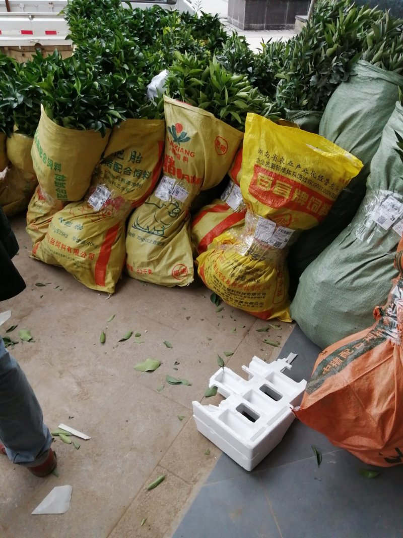 正宗广西沙糖桔苗地苗杯苗品种包纯保真