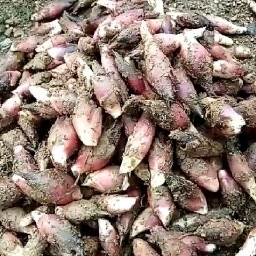 阳荷