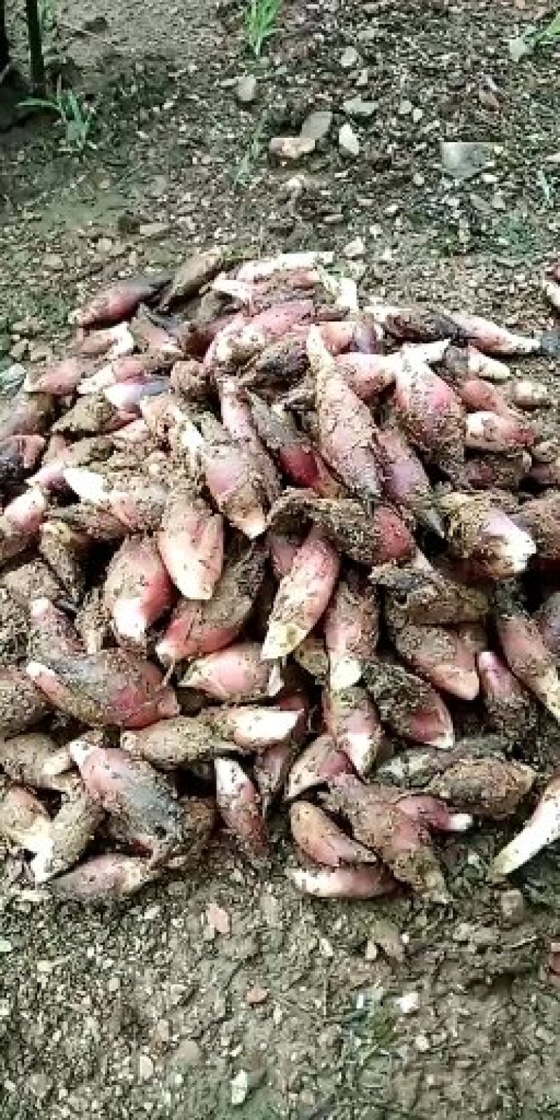 阳荷