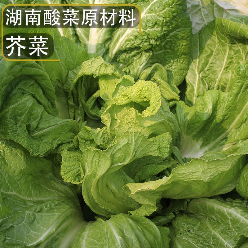 酸菜鱼酸菜酸菜鱼华容芥菜湖南特产