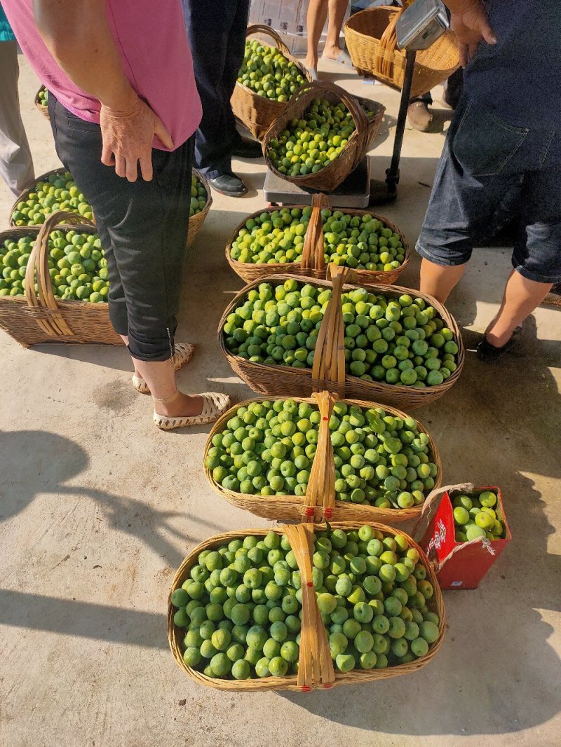 清脆李，李子，青脆李