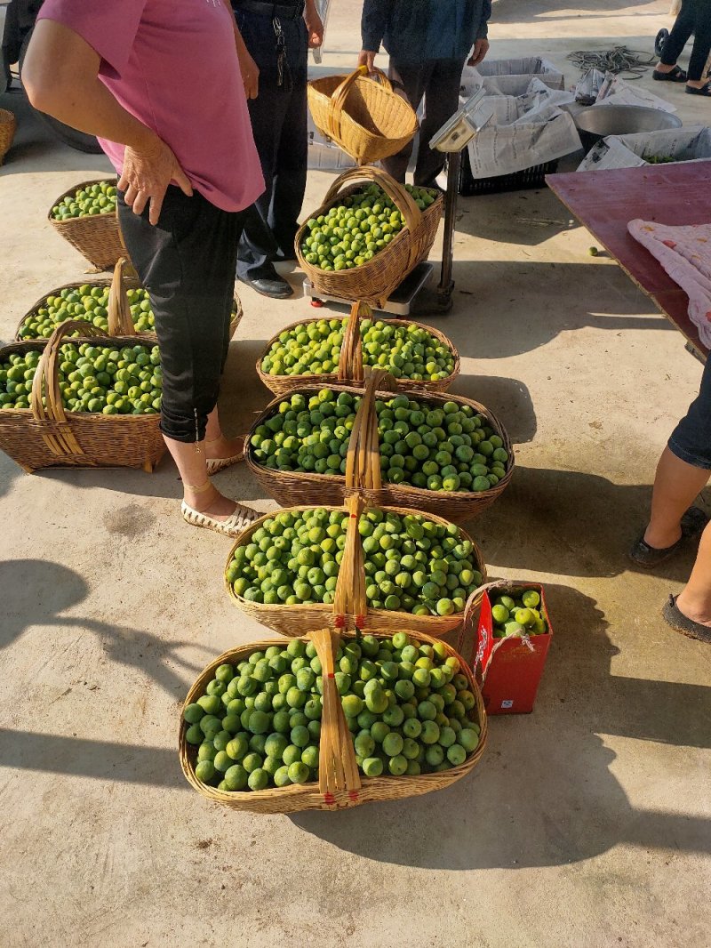 清脆李，李子，青脆李