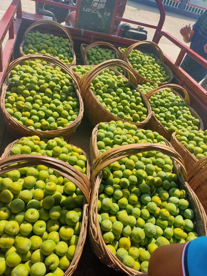 清脆李，李子，青脆李