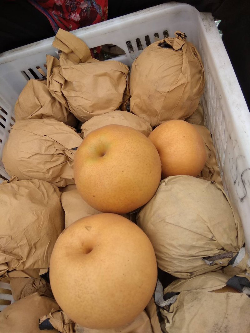 湖北枣阳翠冠梨，黄金梨，圆黄梨品种齐全欢迎详询