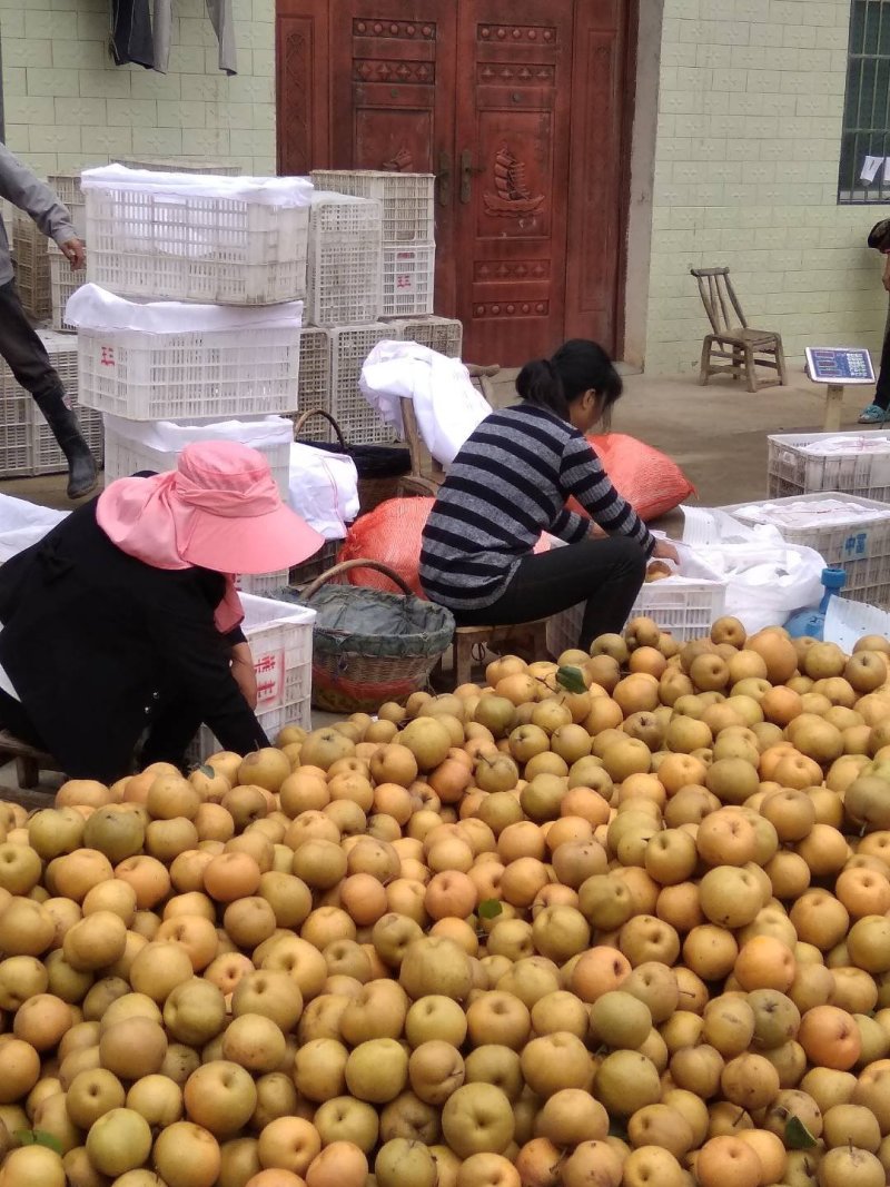 湖北枣阳翠冠梨，黄金梨，圆黄梨品种齐全欢迎详询