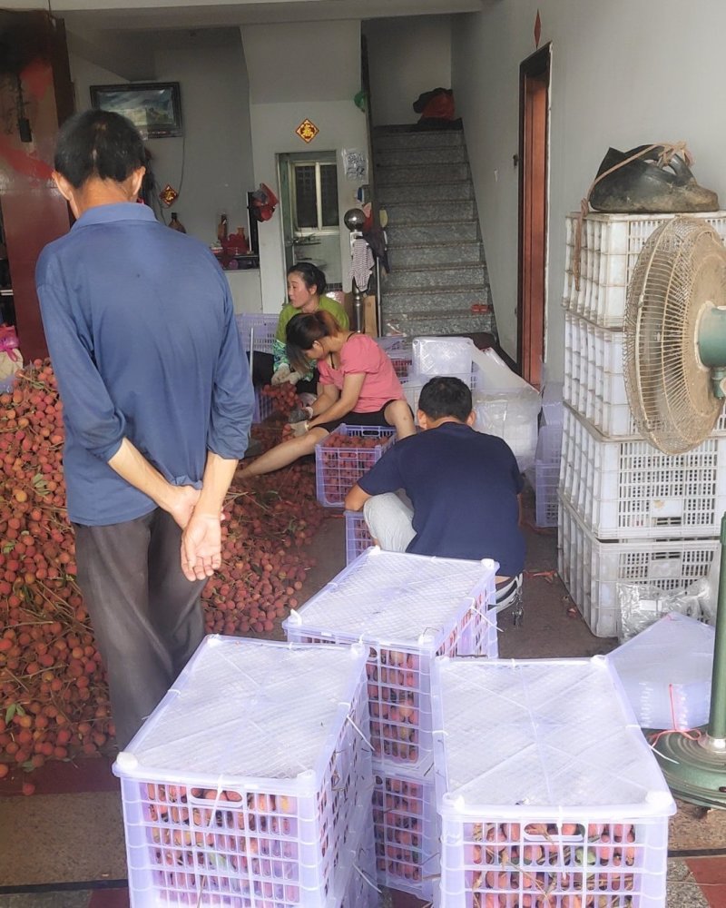 福建漳浦黑叶荔枝大量上市。大面积种植。品种多欢迎实地考