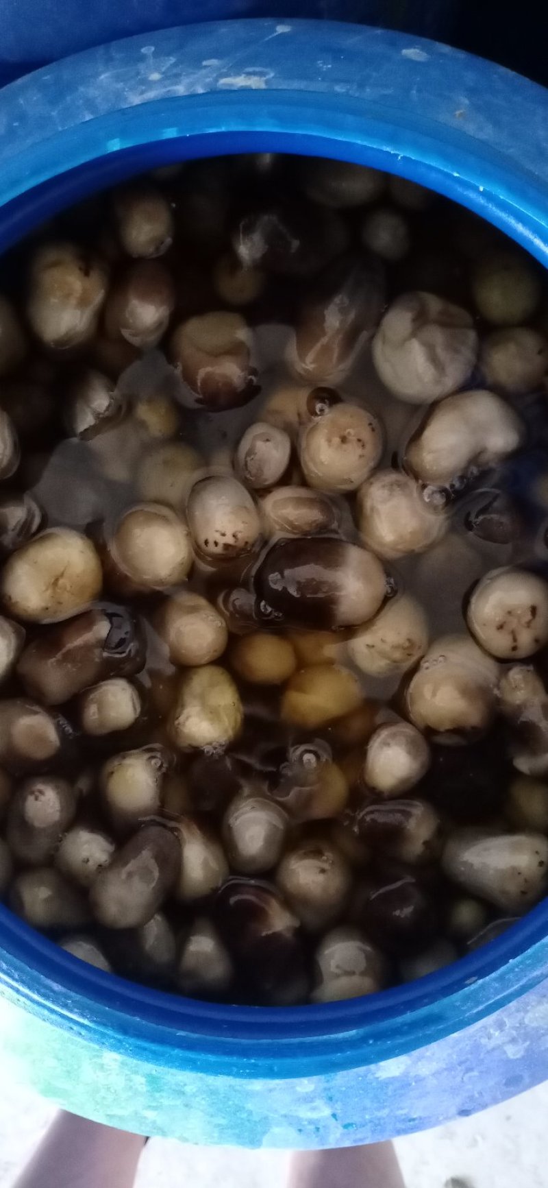 草菇