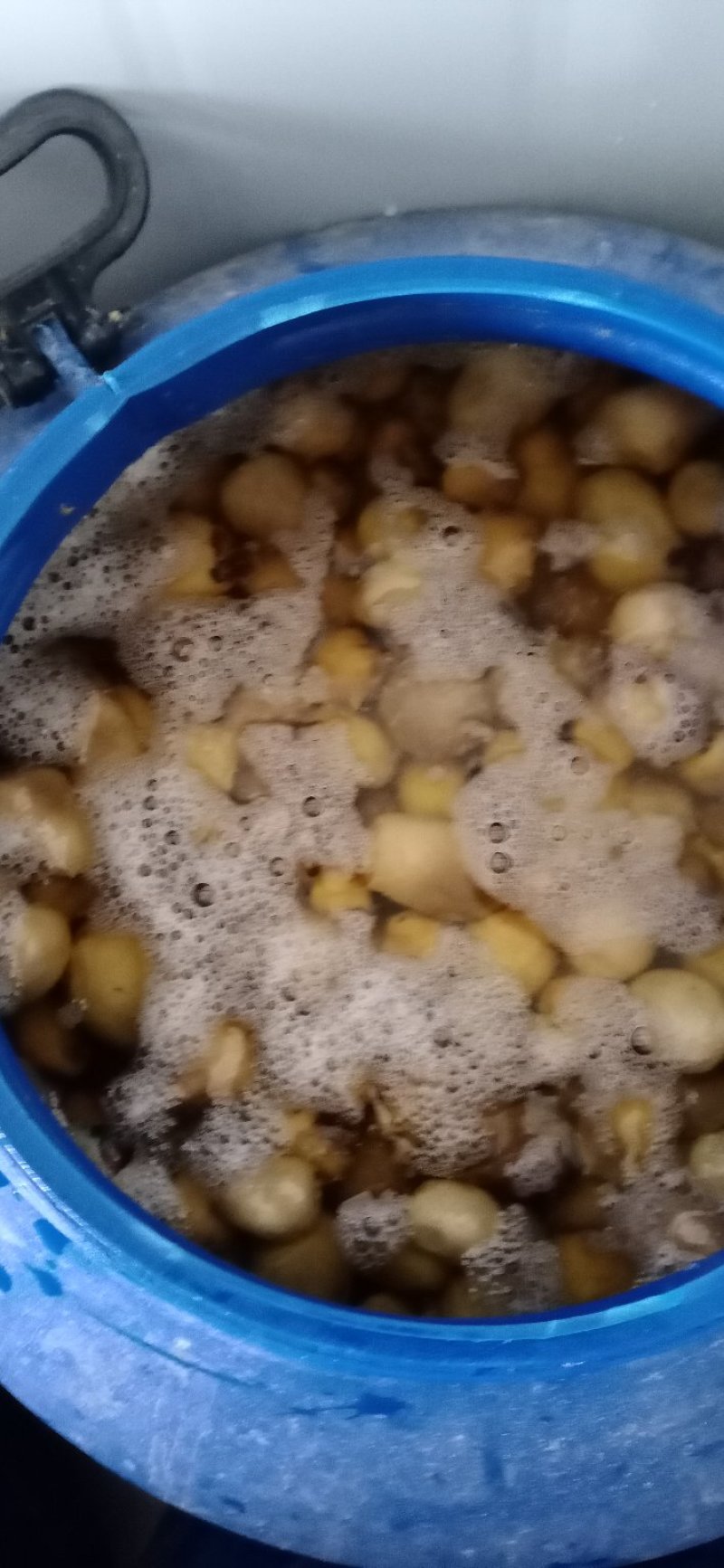 草菇
