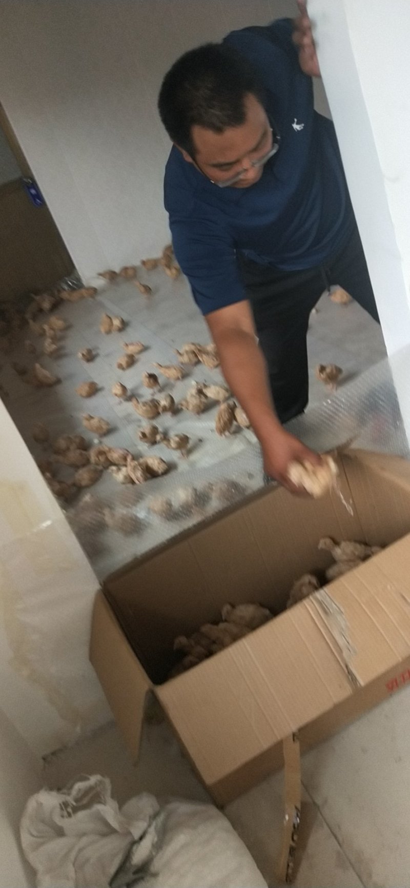 散养鹌鹑