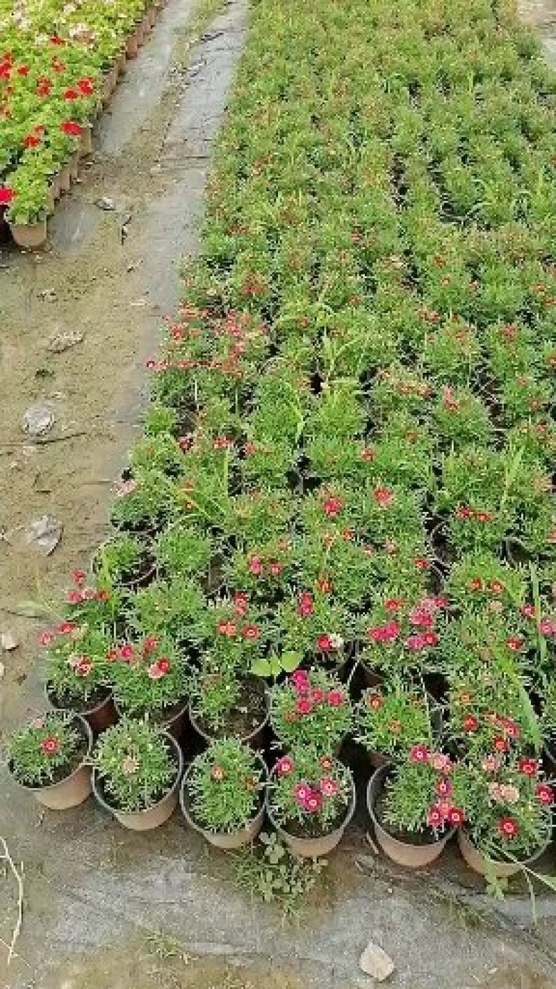出售木茼蒿杯苗，木茼蒿双色杯杯苗，草花基地直供