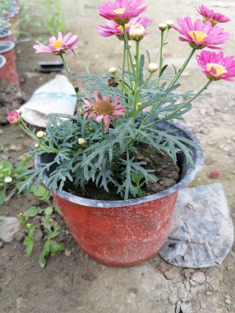 出售木茼蒿杯苗，木茼蒿双色杯杯苗，草花基地直供