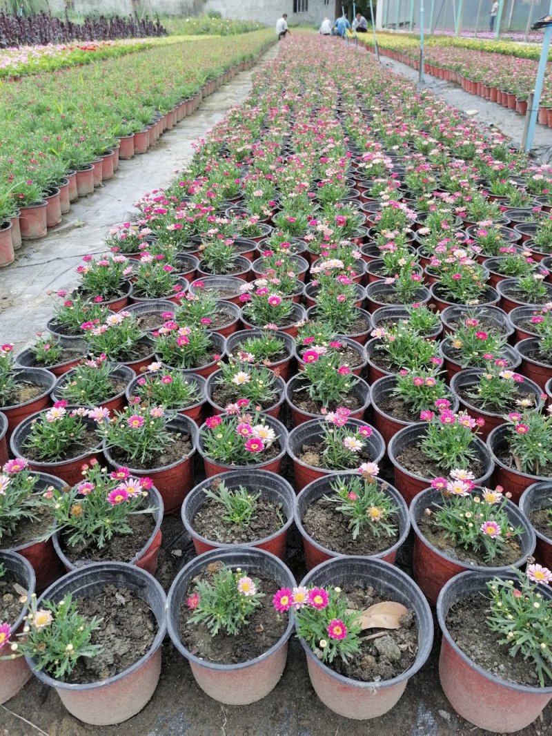 出售木茼蒿杯苗，木茼蒿双色杯杯苗，草花基地直供