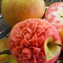 新品种苹果苗日本玫瑰公主苹果苗公司签订合同