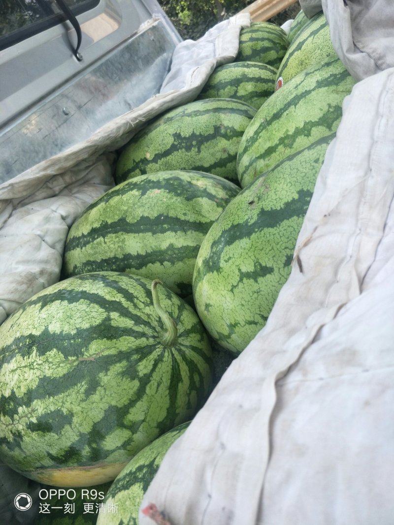 金城5号西瓜
