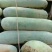 白皮冬瓜大量有货25斤起步光滑无坑