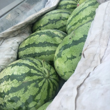 金城5号西瓜