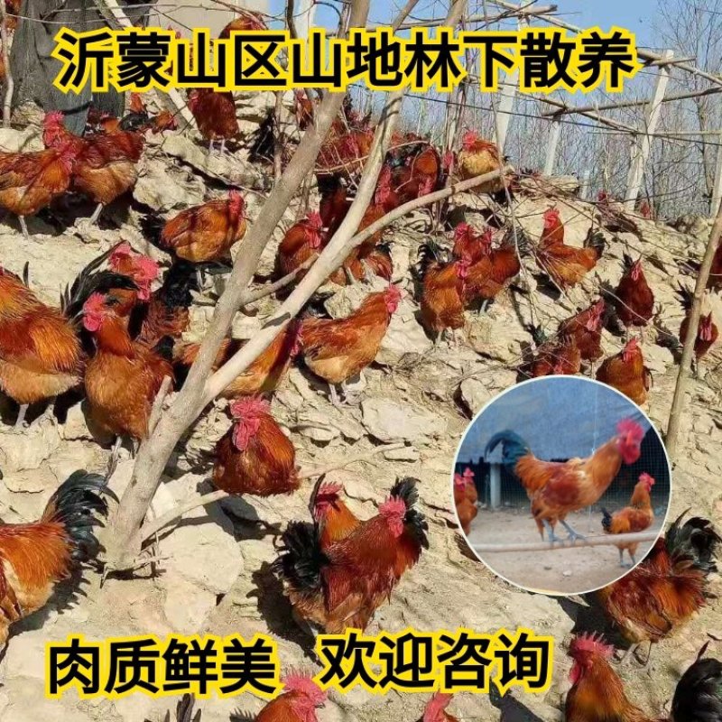 土鸡山东土鸡沂蒙山区山地林下散养土鸡黑脚土鸡易成活