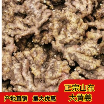 优质生姜山东生姜-大黄姜小黄姜规格齐全产地直发一条龙服务