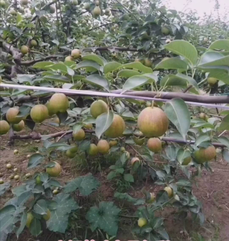 河北梨，新梨七号，赵县新梨酥脆多汁，口感脆甜