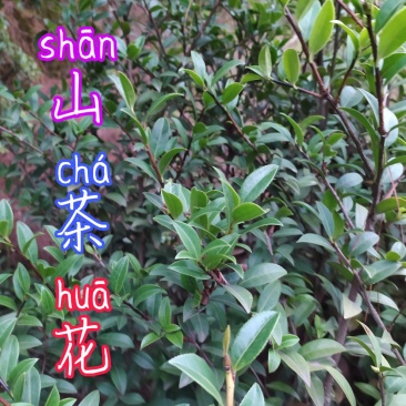 贵州毕节古夜郎大地野生中药材山茶花山茶根