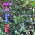 贵州毕节古夜郎大地野生中药材山茶花山茶根