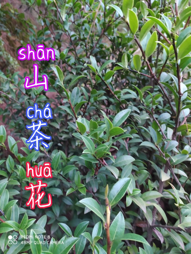 贵州毕节古夜郎大地野生中药材山茶花山茶根