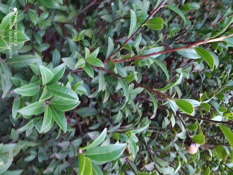 贵州毕节古夜郎大地野生中药材山茶花山茶根