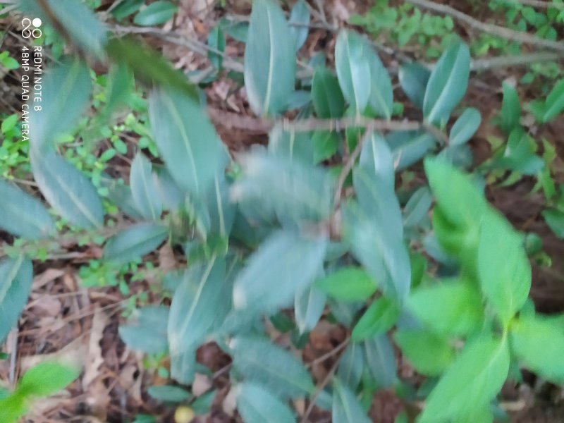 贵州毕节古夜郎大地野生中药材山茶花山茶根