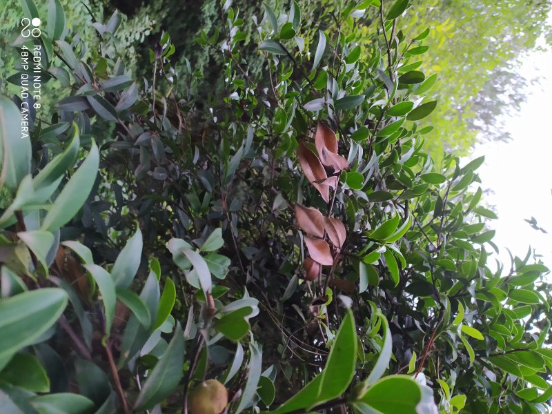 贵州毕节古夜郎大地野生中药材山茶花山茶根