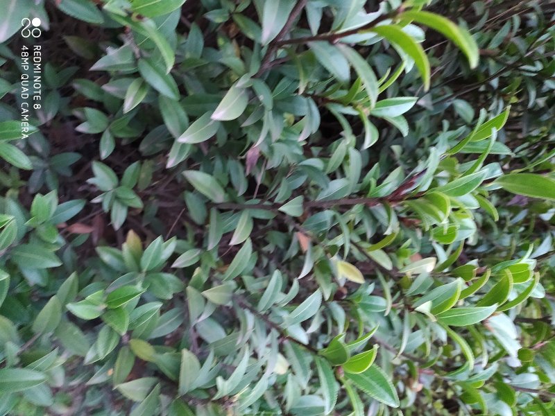贵州毕节古夜郎大地野生中药材山茶花山茶根