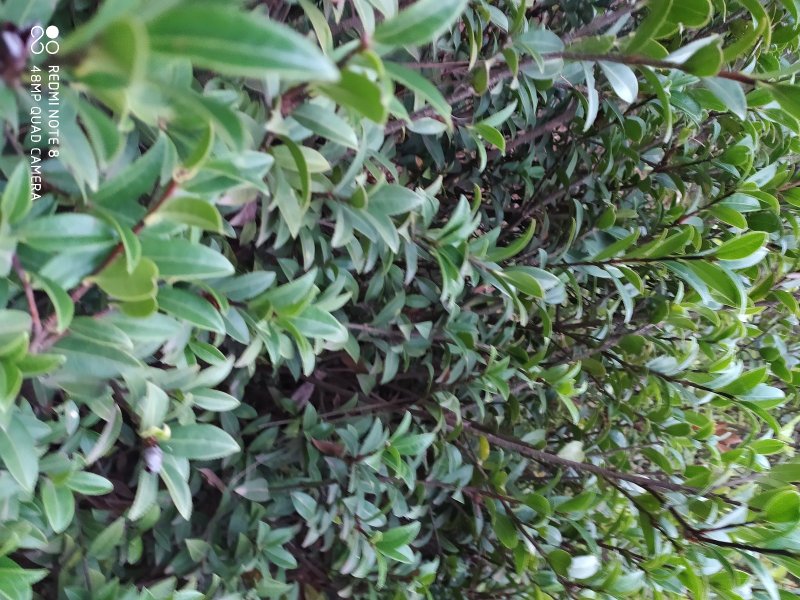 贵州毕节古夜郎大地野生中药材山茶花山茶根
